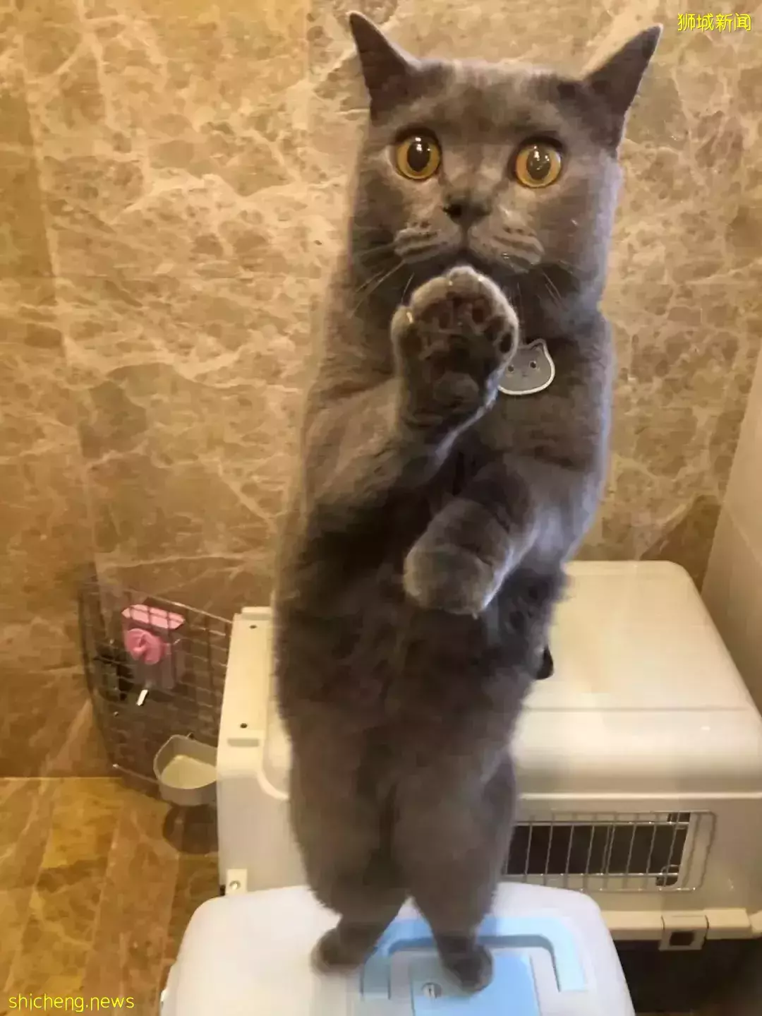 耗时6个月,隔离30天,我的宝贝终于来新加坡跟我团聚了