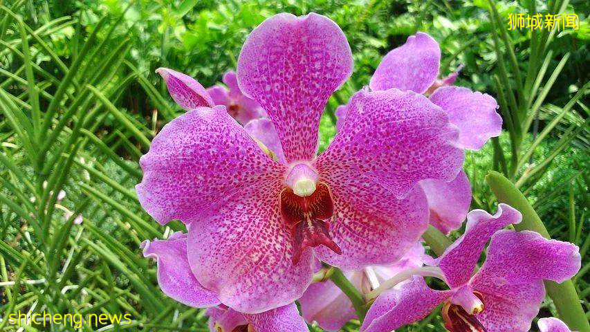 新加坡 探索精彩奇妙之处