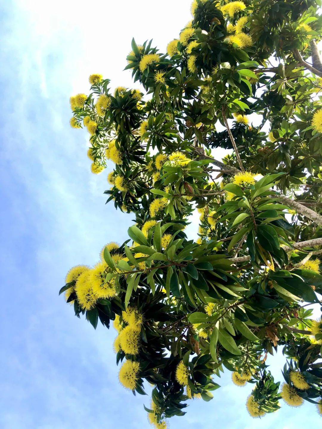 快看！新加坡到处都开花了，一大波美图刷屏