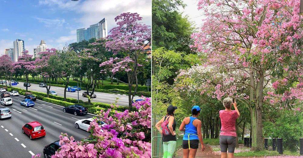 李顯龍總理發了一個帖子，評論區瞬間被淹沒