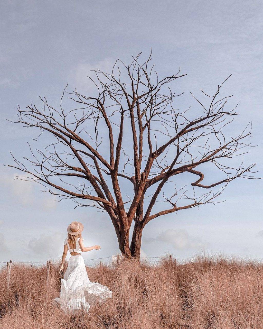 新加坡最美网红树打卡合集🌴壮观古树、根深叶茂,感受大自然的魅力📷