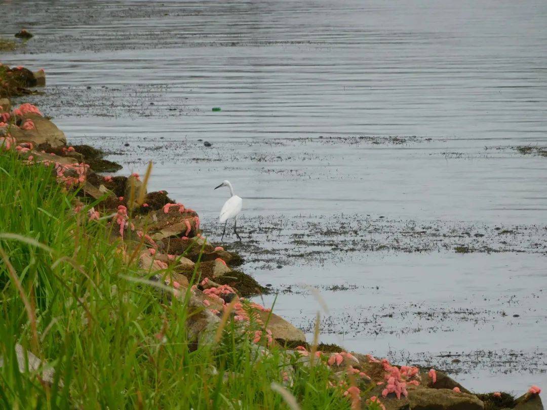 惊!新加坡蓄水池旁出现大量粉色生物……慎点