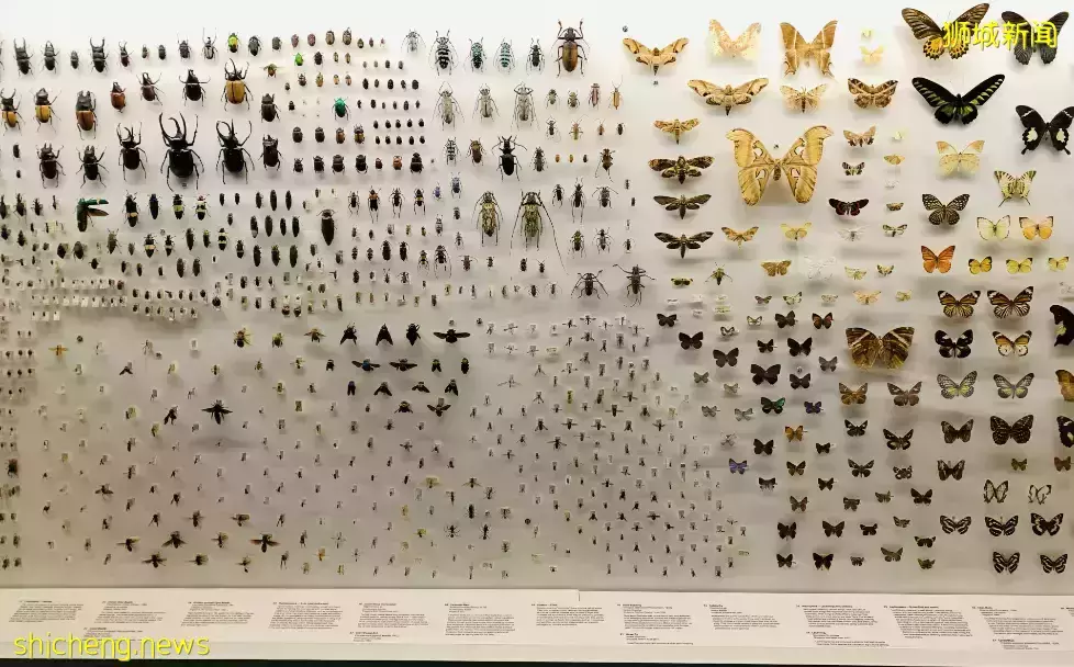 在新加坡，你見過熱戀中的水獺嗎