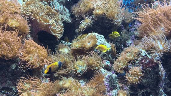 年末假期,教你如何在新加坡找“雪花”、小黃人和聖誕老公公