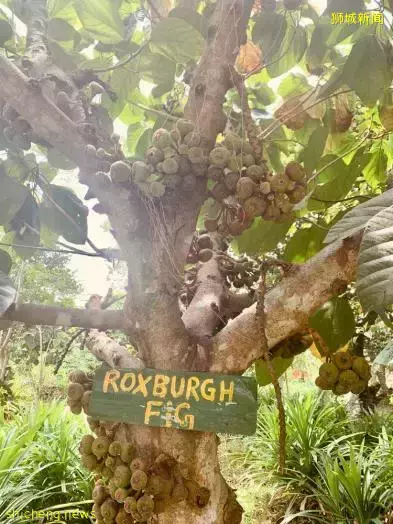 《即刻隨心所想，心想獅城》新加坡生態遊系列2