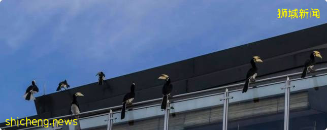 旧荷兰路拍到野生犀鸟, 毫不客气把其他小鸟当零食