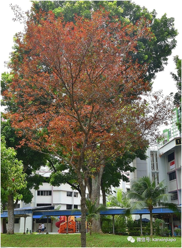 缤纷九月！新加坡处处花团锦簇，斗艳争芳“秋意浓”