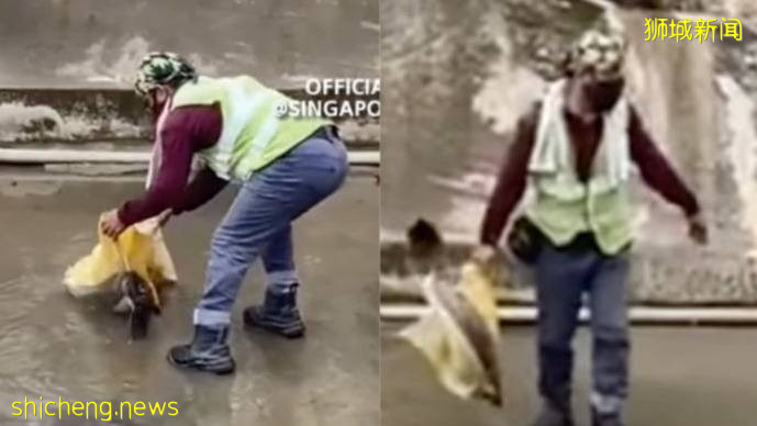 男子排水沟喜获巨型多曼 网民惊叹：吃什么长大的？