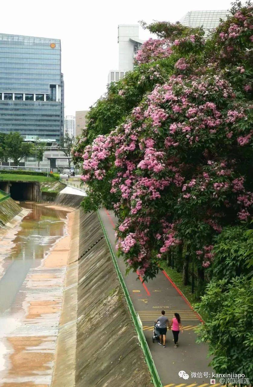 新加坡花季到，“樱花”颜值仙气爆表