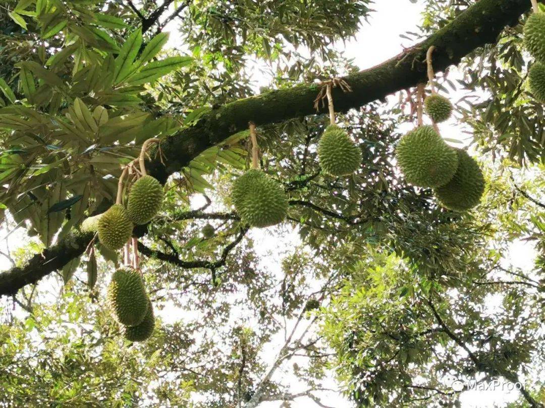 新加坡自由行 獅城人氣景點走起