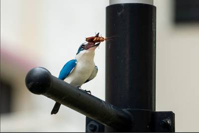 百年一见,新加坡又现稀有蛇种
