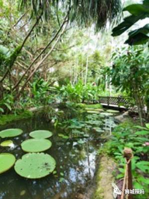 新加坡放假3天！帶娃打卡超美綠色生態園、小小農村、屋頂花園