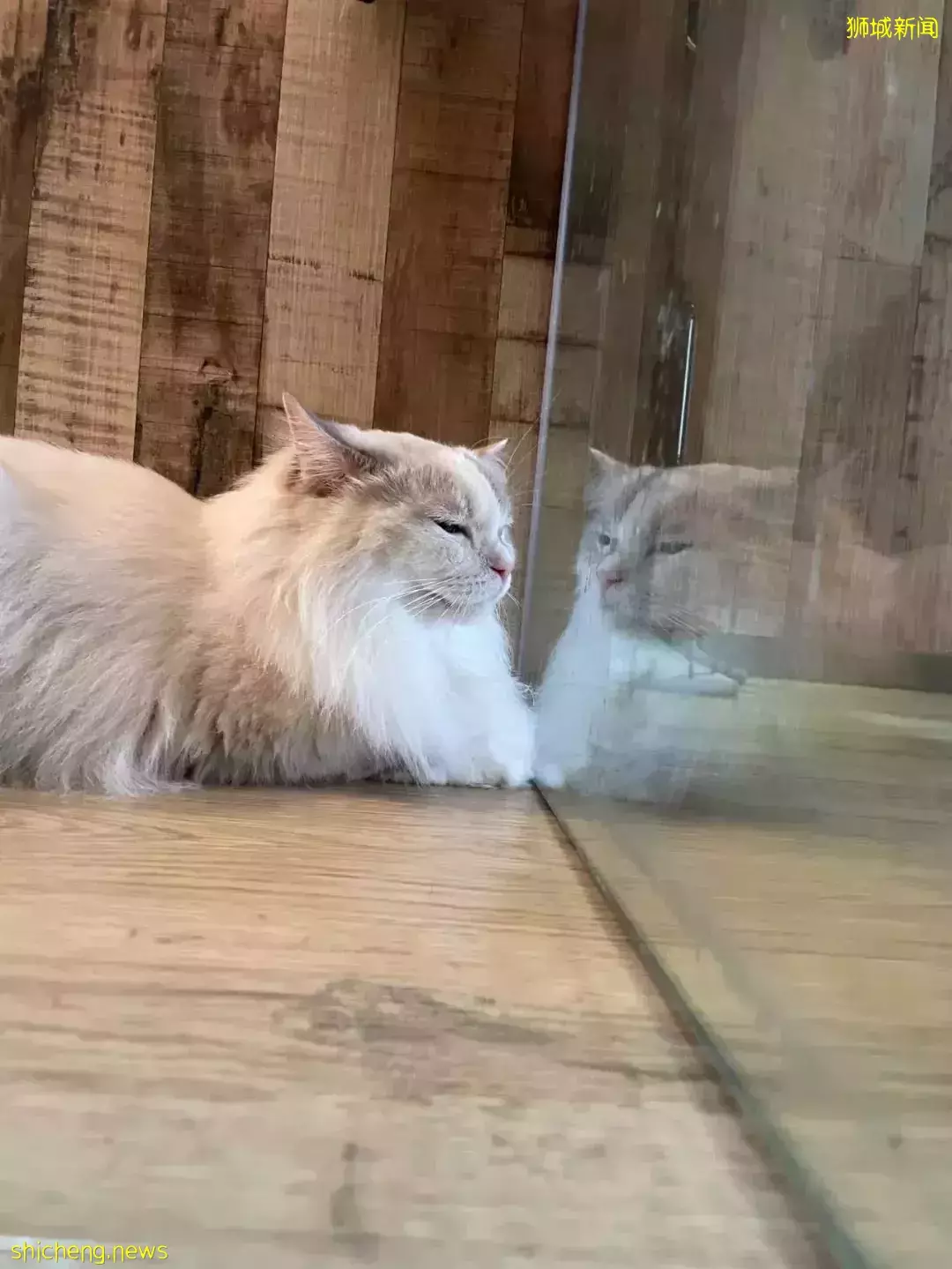 聊天、喝咖啡、撸貓……新加坡愛寵人士聚會好去處,軟萌貓咪等你來