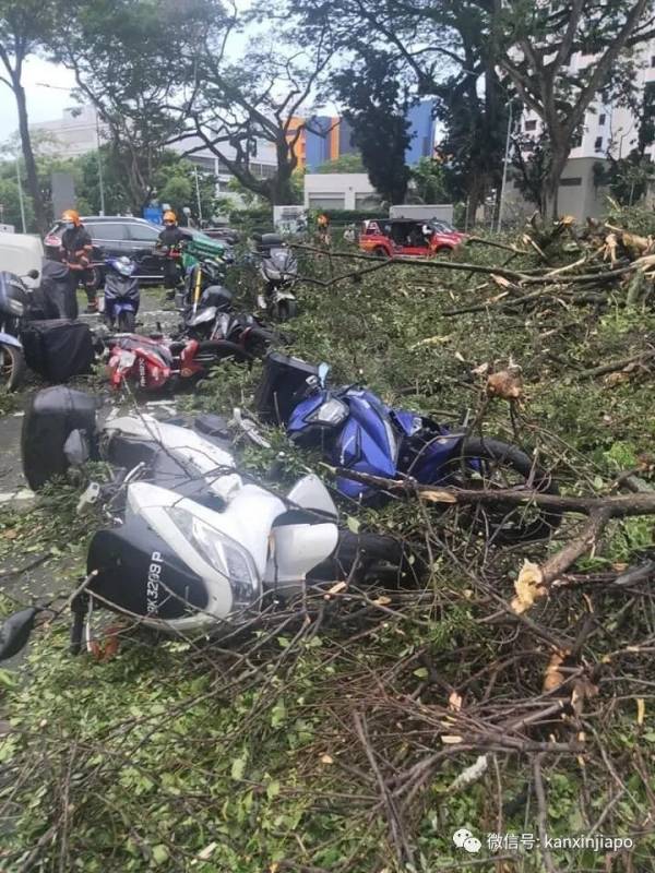 50多年老树轰然倒地,被毁车辆面目全非