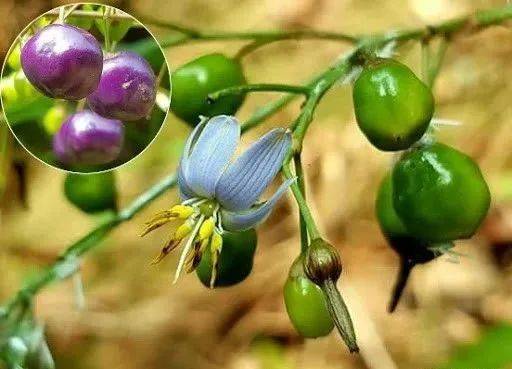 帶上鏟子、放大鏡和昆蟲觀察盒,和小夥伴一起來新加坡的森林探險吧