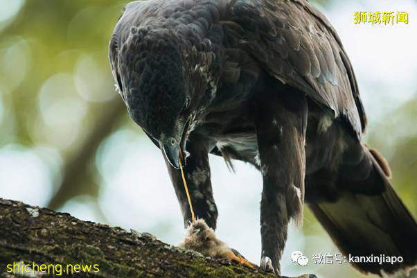“老鹰抓小鸡”在新加坡真实上演!整只被无情吞下肚