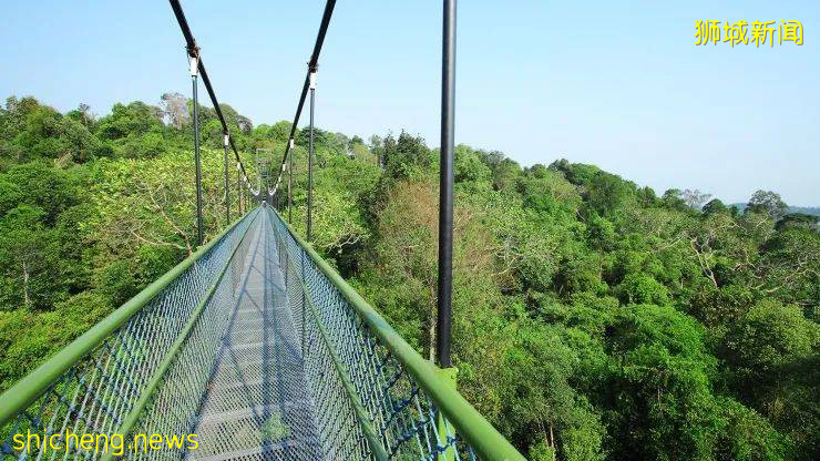 新加坡超火徒步路线!树梢吊桥、水映花树、长尾猴、松鼠、巨蜥,太美了