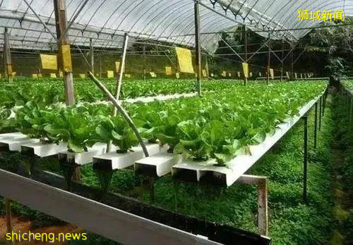 新加坡的另一面,带你看看真实的新加坡,看完别吃惊