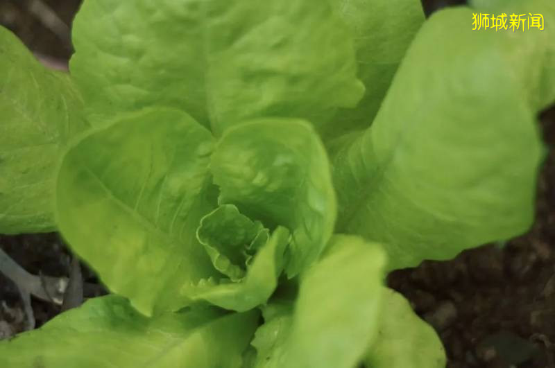 新加坡垂直綠色新概念