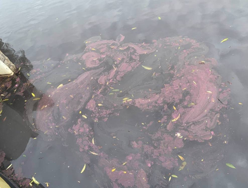 罕見!新加坡聖淘沙這條河變成了粉色,驚現大批死魚!39年創記錄暴雨太作了