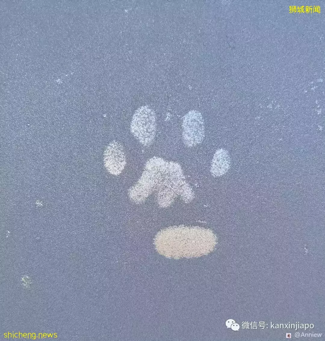 原来在新加坡养宠物有这么多冷知识