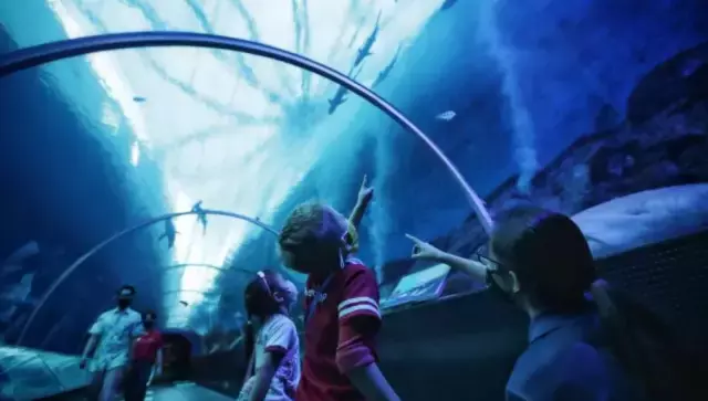 蘊含騎馬、做瑜伽、參觀水族館等活動!新加坡的學前教育原來這樣豐富多彩,你心動了嗎