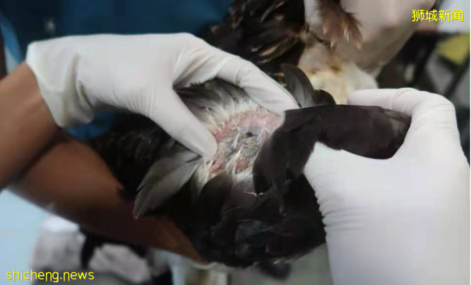 钓鱼人要注意,收好你们的鱼线鱼钩是对新加坡野生动物最好的爱护