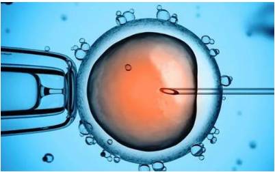 新加坡首個人工授精雄獅寶寶誕生!網友調侃:人工?給獅子授精?
