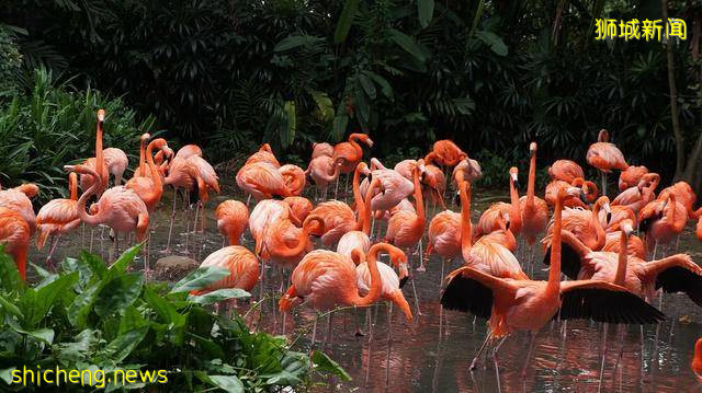 一個多元文化的城市國家:新加坡 !