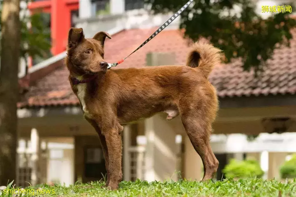 可爱狗狗求领养!HDB可养,公益组织可提供资金帮忙训练