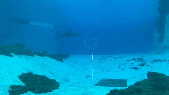 年末假期,教你如何在新加坡找“雪花”、小黃人和聖誕老公公