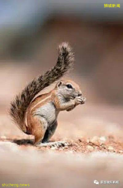 捐400新元抛磚引玉 這名印度外勞願當傳說中的小松鼠!