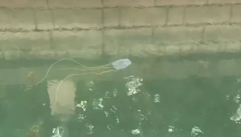全球最毒水母惊现新加坡!西乐索海滩已禁止游泳