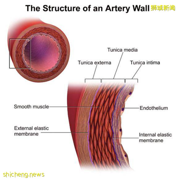 NTU 学者研制出用于研究血管疾病的3D模型