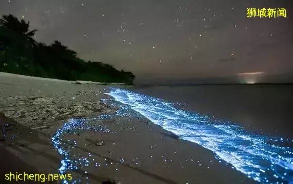 新加坡現“藍色螢光”海浪!這裏擠滿了人,沿路交通擁堵