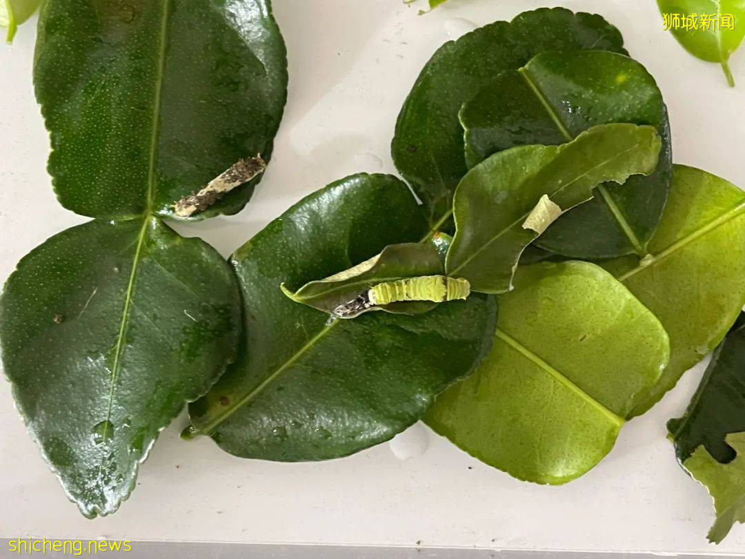 別人家養貓養狗當寵物,我兒子卻喜歡在新加坡養毛毛蟲