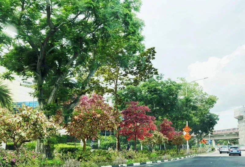 新加坡民众享有自主权,未来十年一同规划大自然里的城市