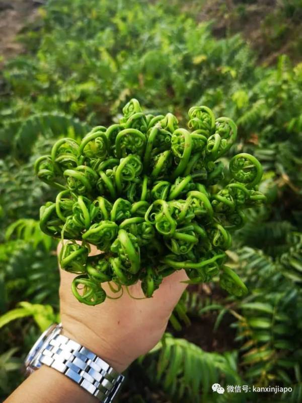 這個蕨類在新加坡被一掃而空,究竟是何方神聖