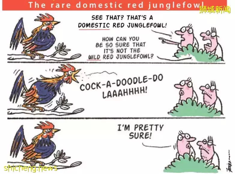 新加坡野鸡泛滥成灾!政府成立工作小组