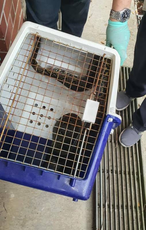 女中豪杰!皇后镇的蟒蛇被女救援人员冷静处理