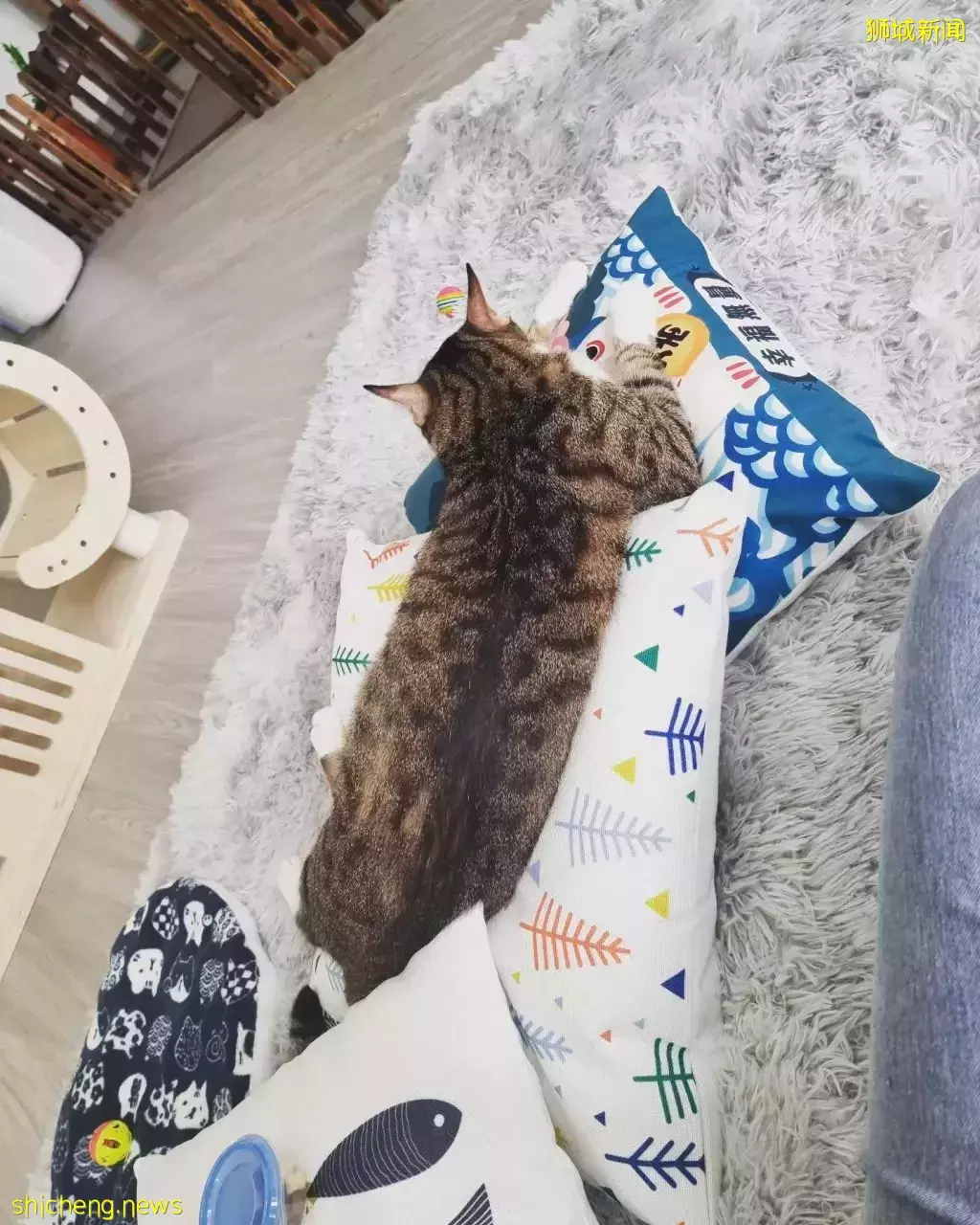 新加坡首家無籠貓咖@Cat Paradise🐈,還可以領養貓貓喔