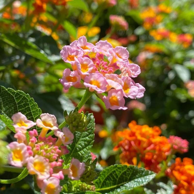 World Farm新加坡超大苗圃花市!绿植、盆栽、花卉都在这🌹 约会遛弯新去处