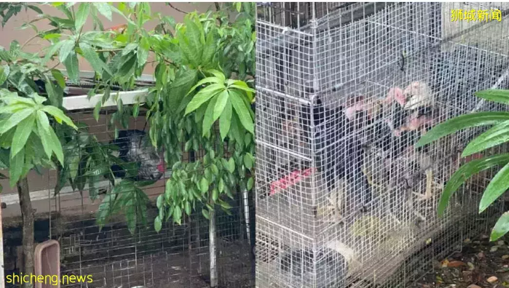 新加坡孔雀啄伤女童事件更多细节流出，伤口长三公分、主人后院全是禽类