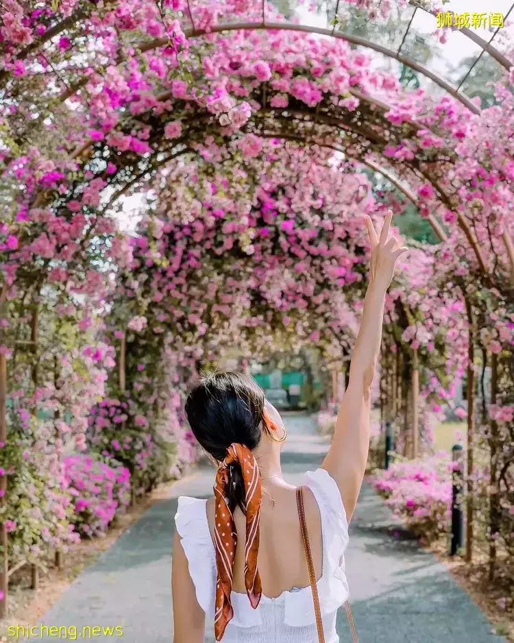 盘点新加坡异国风自然美景📷一分钱也不用花,带你在本地畅游世界😱OOTD美照拍起来