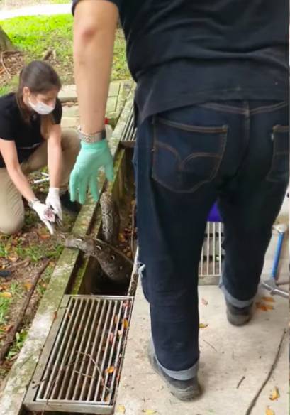 女中豪杰!皇后镇的蟒蛇被女救援人员冷静处理