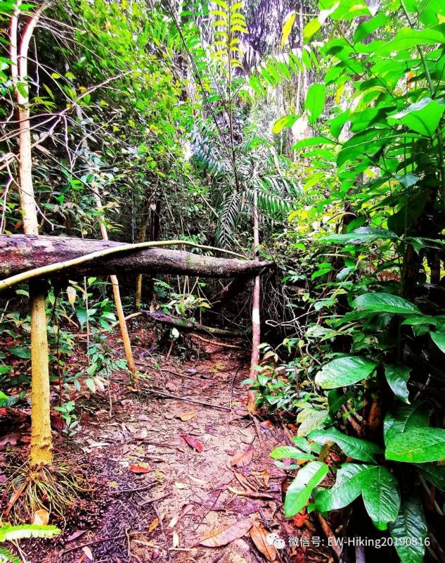 卡迪至山景(丛林探索之旅)