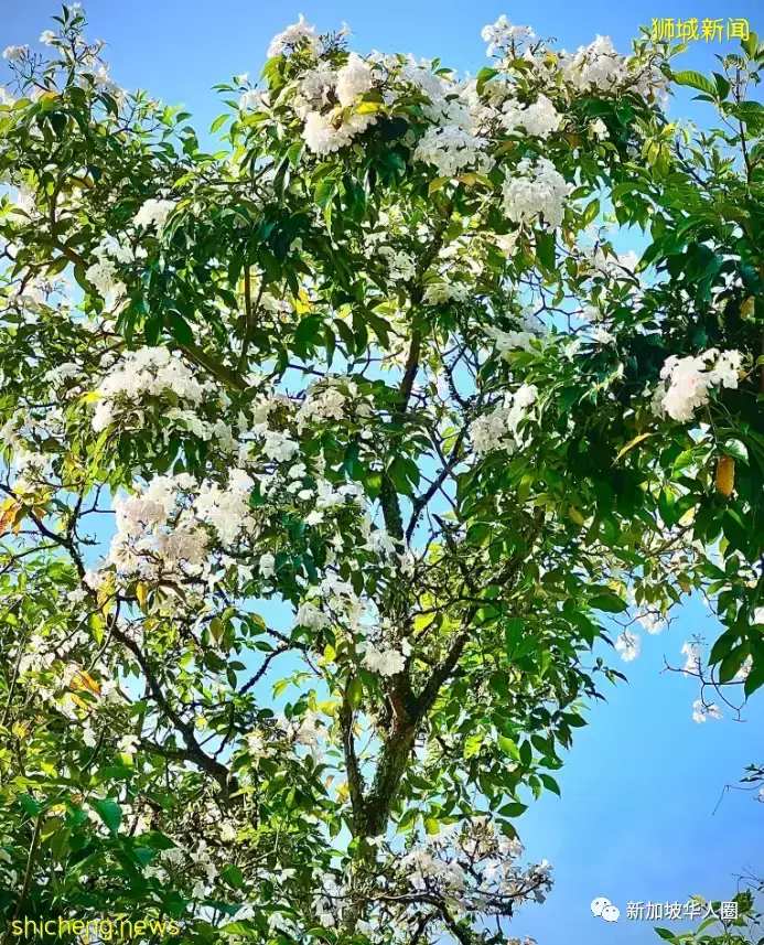 賞花季到啦！全島各地重現“新加坡櫻花”景象！還去日本賞什麽櫻花