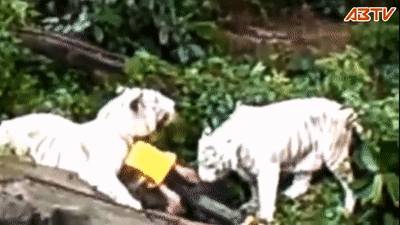 残忍！上海动物园熊吃人，亲眼目睹！新加坡也发生过类似案件！印度最惨