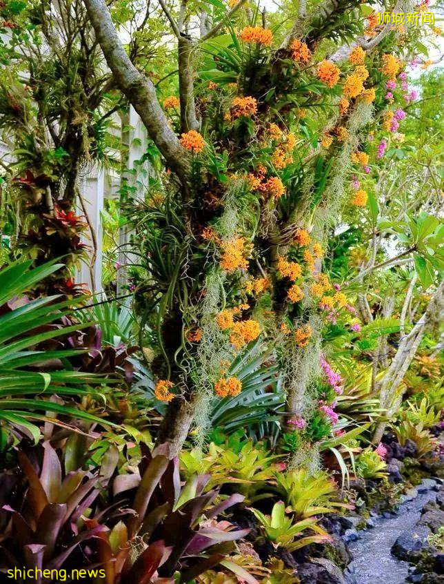 手機“一掃”入境新加坡,一起來看看有4500種花卉的全新熱帶花園吧