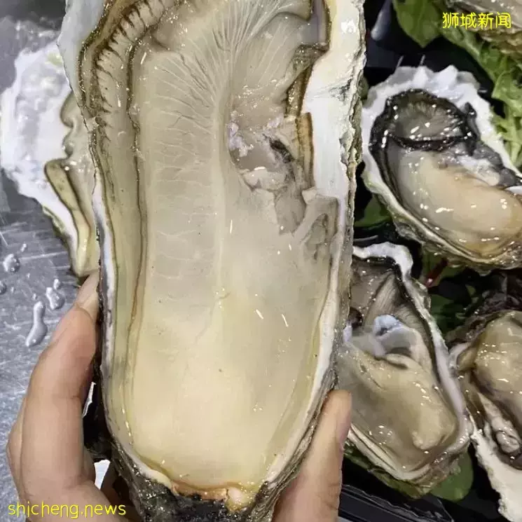 新加坡竟然有世界生蚝节?29种生蚝让你一次吃个够